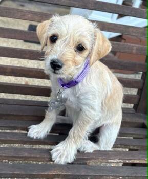 Babs -  Terrier and Dachshund Dog for Adoption in Holly Springs, North Carolina - Babs | PetCurious