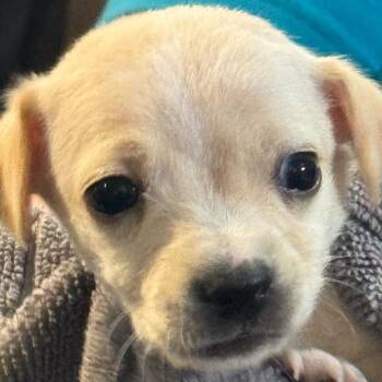 Chihuahua and Mixed Breed Dogs Available for Adoption - Birch | PetCurious