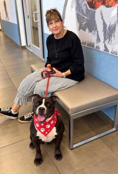 Jimi -  Terrier Dog for Adoption in Euless, Texas - Jimi | PetCurious