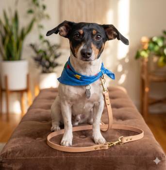 Rat Terrier and Miniature Dachshund Dogs Available for Adoption in Lincoln, Nebraska - ENZO | PetCurious