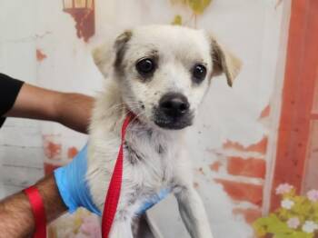 LENNY -  Chihuahua Dog for Adoption in San Bernardino, California - LENNY | PetCurious