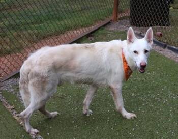 Snoopy -  Mixed Breed Dog for Adoption in Athens, Georgia - Snoopy | PetCurious