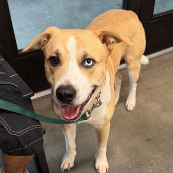 Bando -  Yellow Labrador Retriever and Husky Dog for Adoption in Tampa, Florida - Bando | PetCurious