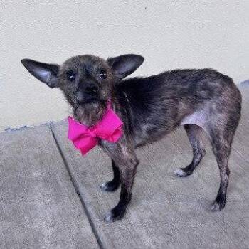 Astra -  Chihuahua Dog for Adoption in Dallas, Texas - Astra | PetCurious