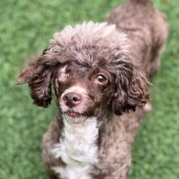Poodle and Maltese Dogs Available for Adoption in Burlingame, California - Sasha | PetCurious