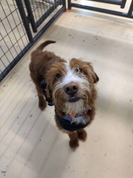 Teddy -  Aussiedoodle Dog for Adoption in Cedar Rapids, Iowa - Teddy | PetCurious
