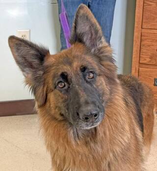 Rescue German Shepherd Dog Dogs for Adoption in Amery, Wisconsin - Aspen | PetCurious