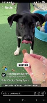 Pointer Dogs Available for Adoption in Lakeland, Florida - Bootsie | PetCurious