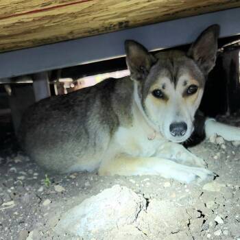 LUNA -  Husky Dog for Adoption in San Antonio, Texas - LUNA | PetCurious