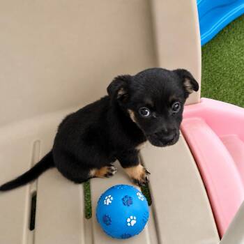 Teddy -  Maltese and Mixed Breed Dog for Adoption in Sacramento, California - Teddy | PetCurious