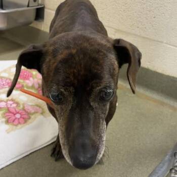 71918 -  Dachshund Dog for Adoption in Harrisonburg, Virginia - 71918 | PetCurious