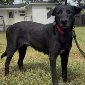 Willow Rose Water -  Labrador Retriever and Mixed Breed Dog for Adoption in Friendswood, Texas - Willow Rose Water | PetCurious