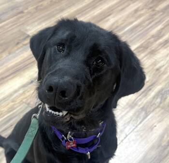 Labrador Retriever Dogs Available for Adoption - Bruno | PetCurious