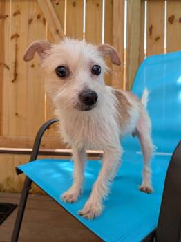 Wirehaired Terrier and Chihuahua Dogs Available for Adoption in St. Augustine, Florida - Molly Sue | PetCurious