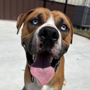 Rescue Labrador Retriever and Husky Dogs for Adoption in Auburn, Nebraska - Ozark | PetCurious