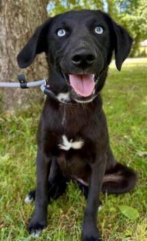 Labradoodle Dogs Available for Adoption in Washington, District Of Columbia - Pup Layla | PetCurious