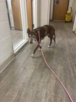 Roxy -  Mixed Breed Dog for Adoption in Gainesville, Florida - Roxy | PetCurious