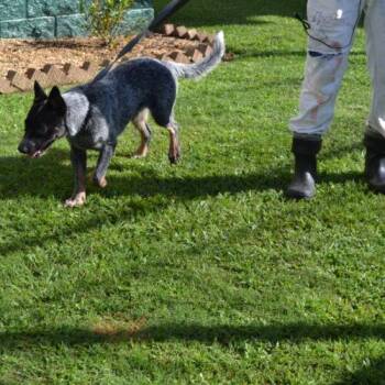 Peter (35) -  Australian Cattle Dog Blue Heeler Dog for Adoption in Jackson, Louisiana - Peter (35) | PetCurious