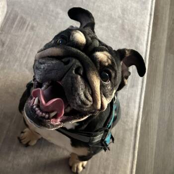 Nubian -  English Bulldog Dog for Adoption in Normal, Illinois - Nubian | PetCurious