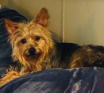 DAISY -  Yorkshire Terrier Dog for Adoption in Lakewood Ranch, Florida - DAISY | PetCurious