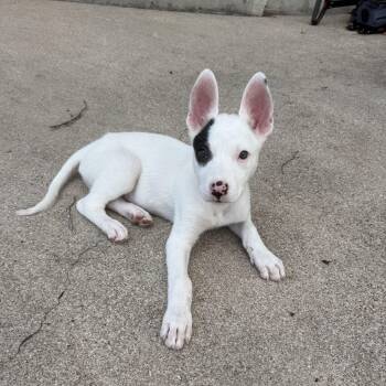 Spec -  Bull Terrier Dog for Adoption in Pflugerville, Texas - Spec | PetCurious