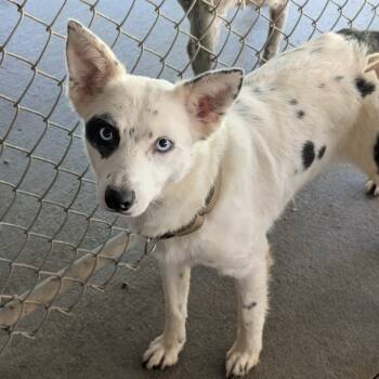 Rescue Australian Cattle Dog Blue Heeler Dogs for Adoption in Blair, Wisconsin - Bingo | PetCurious
