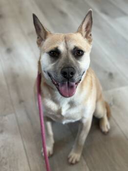 Rescue Shiba Inu and Australian Cattle Dog Blue Heeler Dogs for Adoption in Greenville, South Carolina - Potato - PLEASE READ ALL INFORMATION | PetCurious