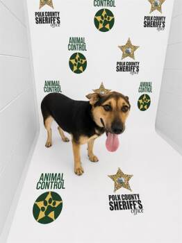 Labrador Retriever and Mixed Breed Dogs Available for Adoption in Winter Haven, Florida - WANDA | PetCurious