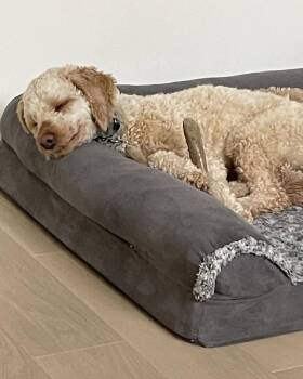 Poodle Dogs Available for Adoption in Toronto, Ontario - Harvey | PetCurious