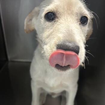 Dennis -  Mixed Breed Dog for Adoption in Chattanooga, Tennessee - Dennis | PetCurious