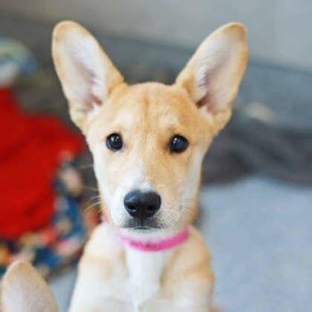 Missy -  Shepherd and Mixed Breed Dog for Adoption in Atlanta, Georgia - Missy | PetCurious