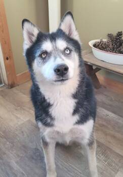 Rescue Husky Dogs for Adoption in Genoa, Illinois - Tundra | PetCurious