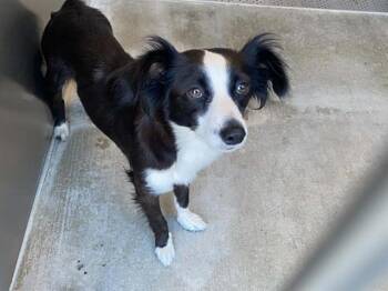 FARMER -  Shetland Sheepdog Sheltie and Mixed Breed Dog for Adoption in Tustin, California - FARMER | PetCurious