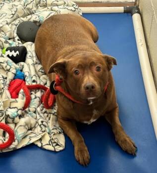 Ember -  Shepherd and Pit Bull Terrier Dog for Adoption in Kennewick, Washington - Ember | PetCurious