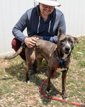 Mixed Breed Dogs Available for Adoption in Chamblee, Georgia - Vertical | PetCurious
