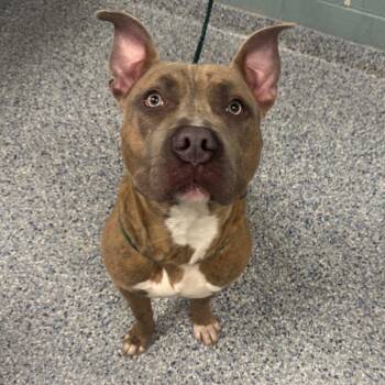 American Staffordshire Terrier Dogs Available for Adoption - Bacon | PetCurious