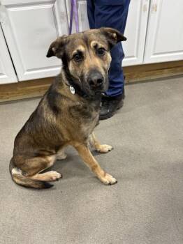 German Shepherd Dog and Mixed Breed Dogs Available for Adoption - PAULIE | PetCurious