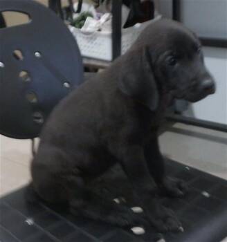 ALVIN -  Labrador Retriever Dog for Adoption - ALVIN | PetCurious
