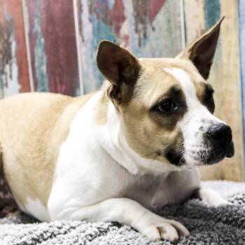 Lyrica -  Beagle and Mixed Breed Dog for Adoption in Casa Grande, Arizona - Lyrica | PetCurious
