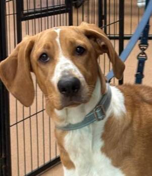 Rescue Bracco Italiano Dogs for Adoption in Norwalk, Connecticut - Luna | PetCurious