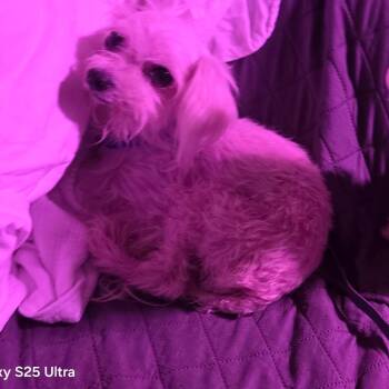 Lilly -  Maltese Dog for Adoption in Goltry, Oklahoma - Lilly | PetCurious