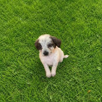 Root Beer -  Mixed Breed Dog Available for Adoption in Hot Springs, South Dakota - Root Beer | PetCurious