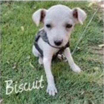 Biscuit -  Mixed Breed Dog for Adoption in Portland, Oregon - Biscuit | PetCurious