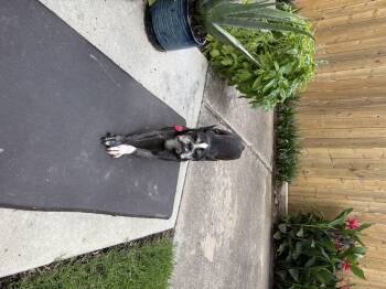 Buddy -  Boston Terrier Dog for Adoption in Van Vleck, Texas - Buddy | PetCurious