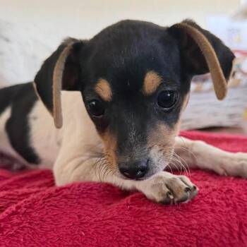 Chihuahua and Terrier Dogs Available for Adoption in San Saba, Texas - Jeffrey | PetCurious
