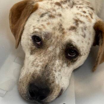 Whitey (HW+) -  Mixed Breed Dog for Adoption in Marble, North Carolina - Whitey (HW+) | PetCurious