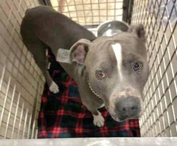 Jojo -  Pit Bull Terrier Dog for Adoption in Austin, Texas - Jojo | PetCurious