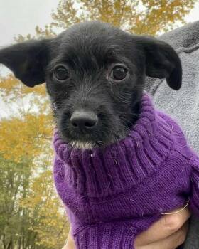 Rescue Chihuahua and Terrier Dogs for Adoption in West Hollywood, California - George | PetCurious