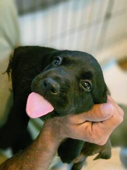 Puppies -  Black Labrador Retriever Dog for Sale in Richlands, North Carolina - Puppies | PetCurious