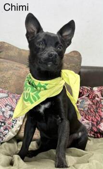 Chimi -  Chihuahua Dog for Adoption in Lucas, Texas - Chimi | PetCurious